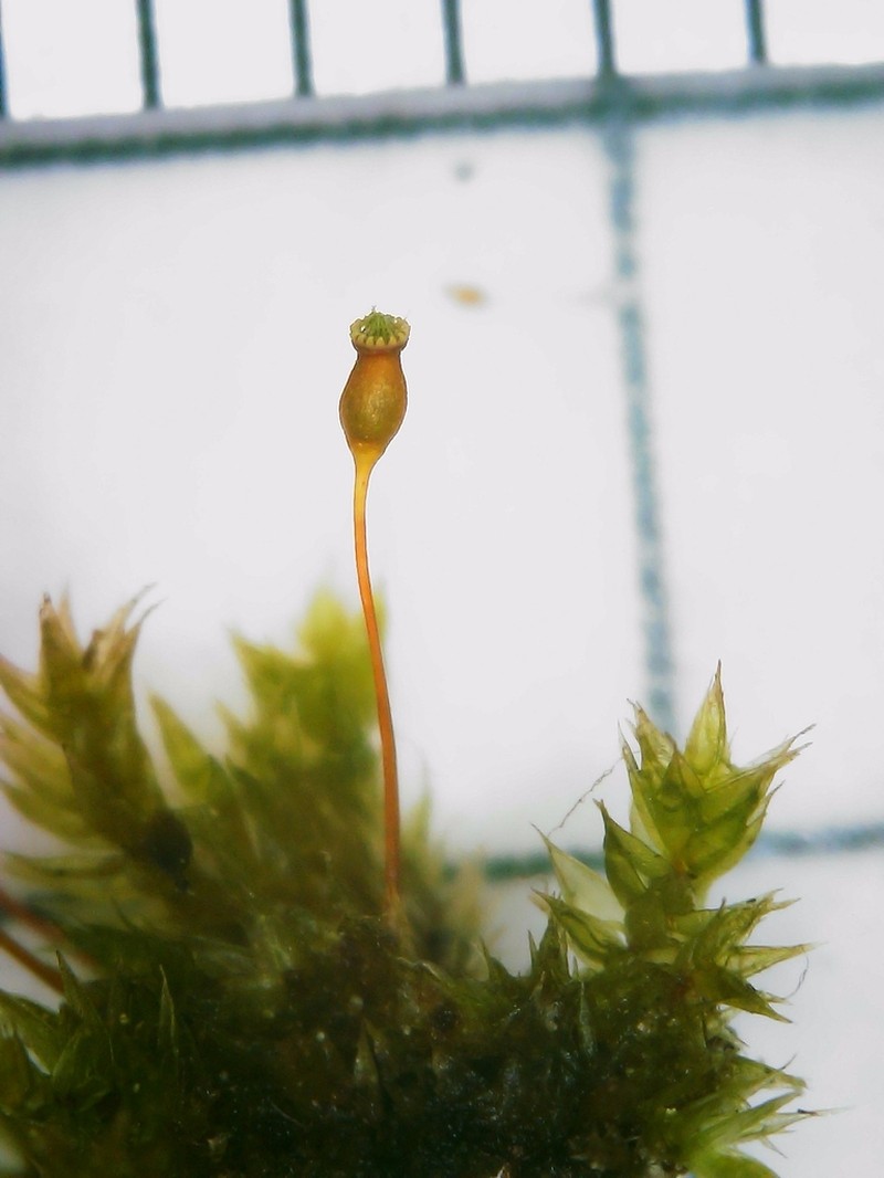 Anacamptodon Moss photo 5