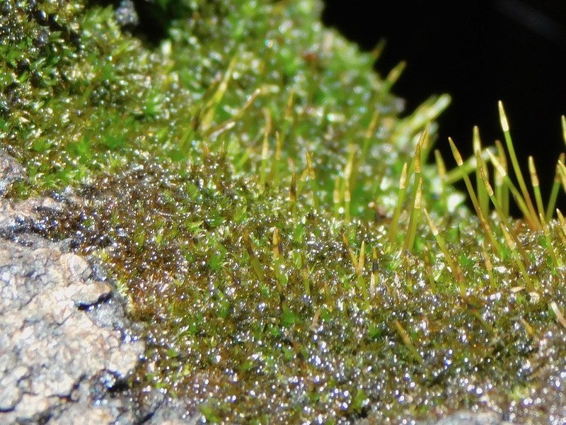 Anacamptodon Moss photo 6