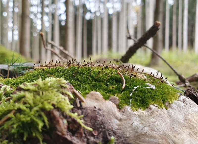 Anacamptodon Moss photo 7