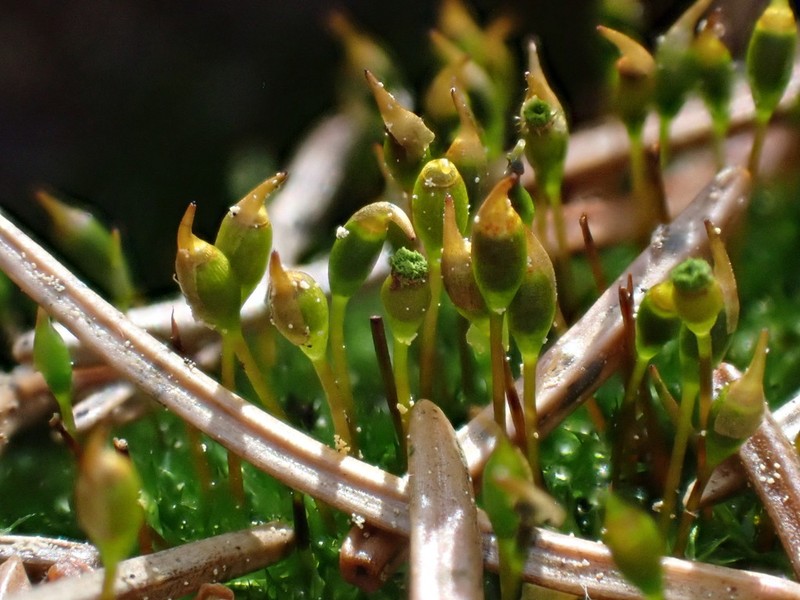 Anacamptodon Moss photo 8
