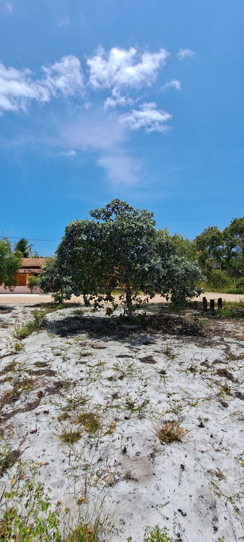 Anacardium amilcarianum