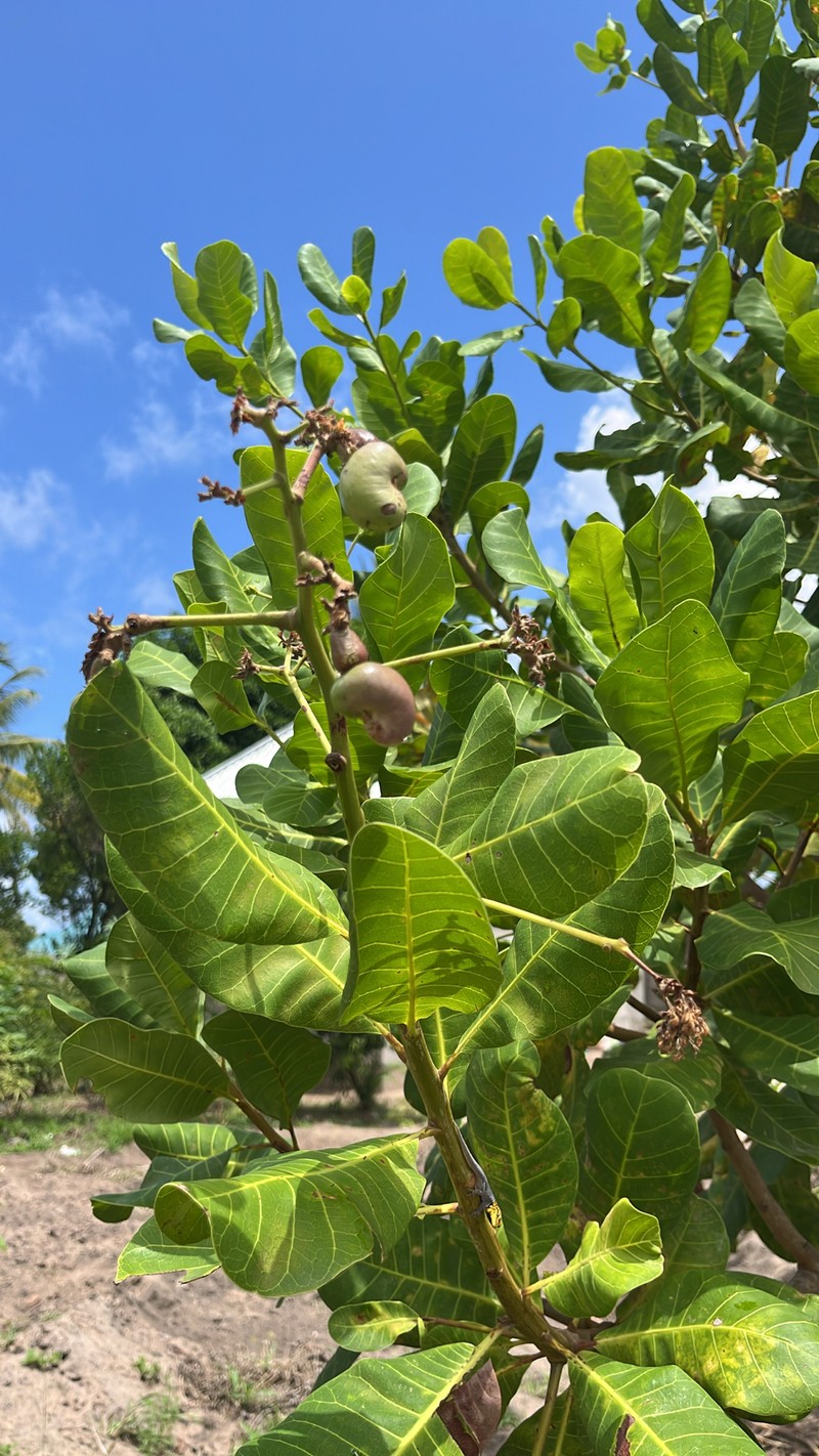 Anacardium amilcarianum photo 2