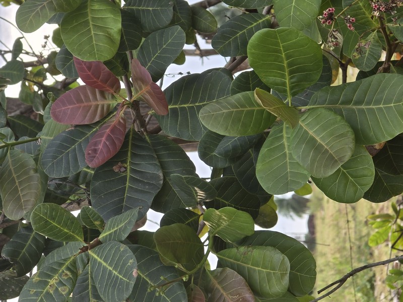 Anacardium amilcarianum photo 3