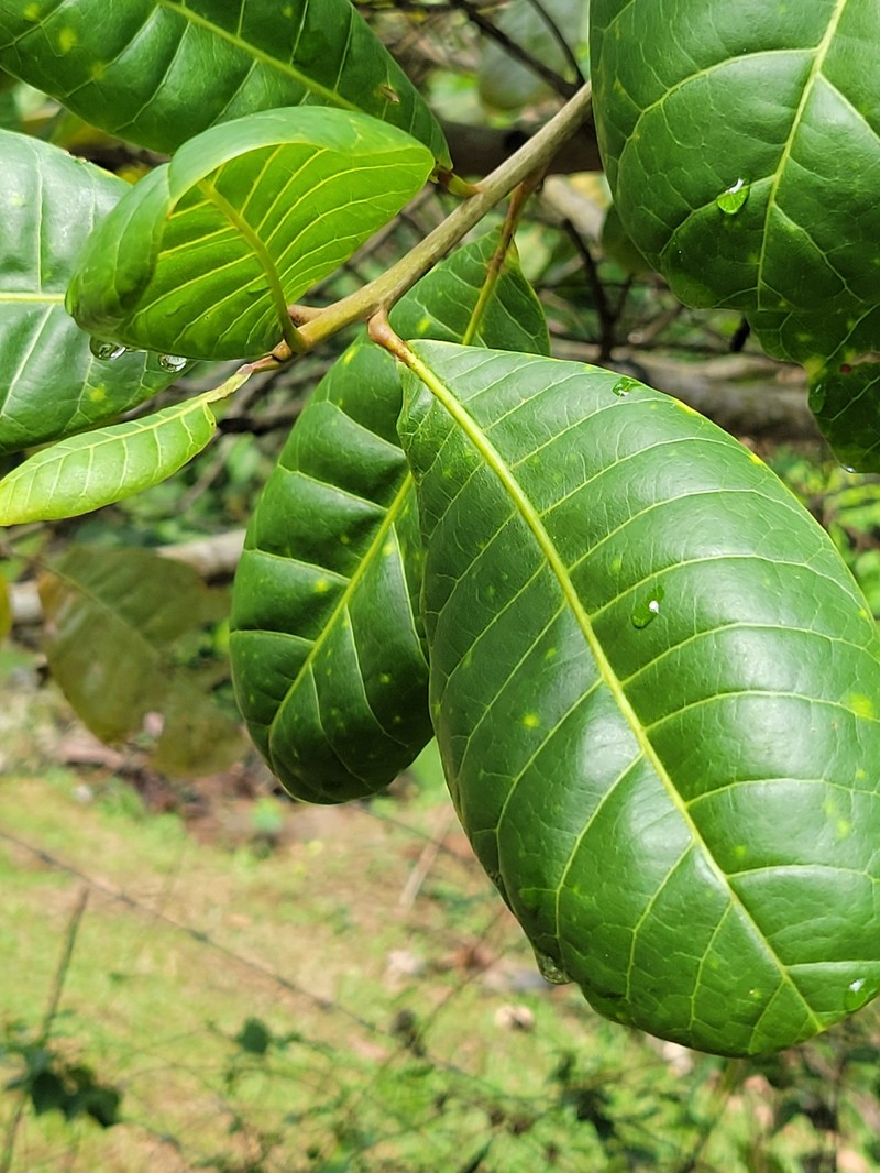 Anacardium amilcarianum photo 4