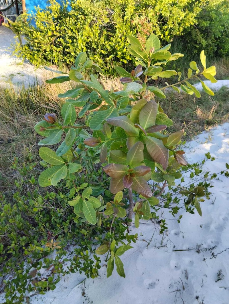 Anacardium amilcarianum photo 5