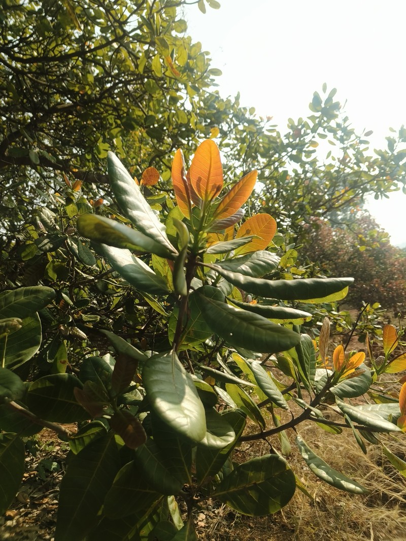 Anacardium amilcarianum photo 6
