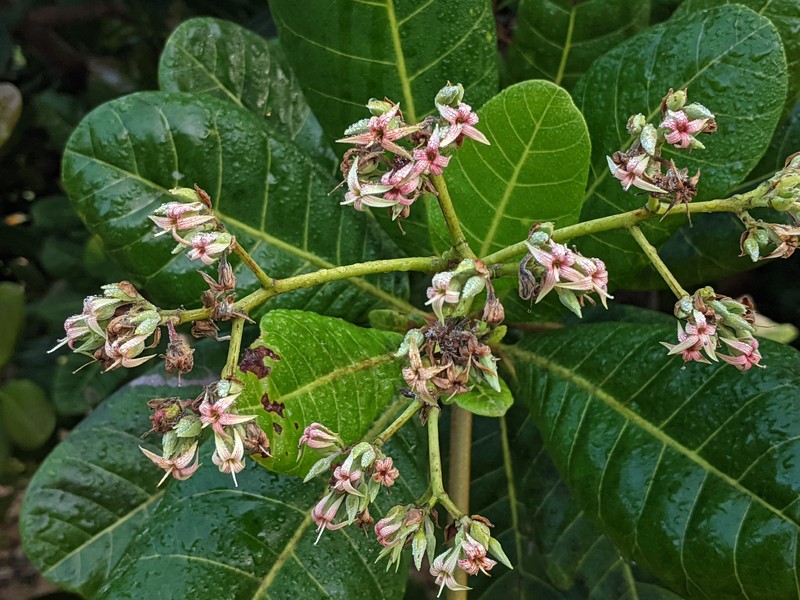 Anacardium amilcarianum photo 7