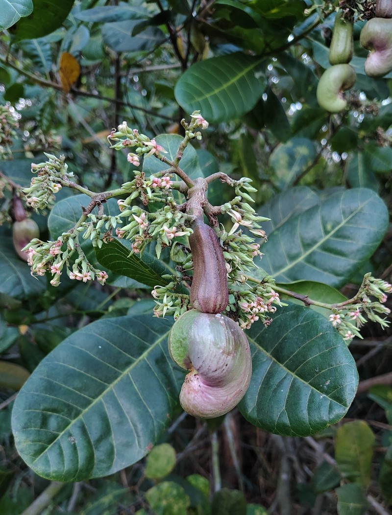 Anacardium amilcarianum photo 8