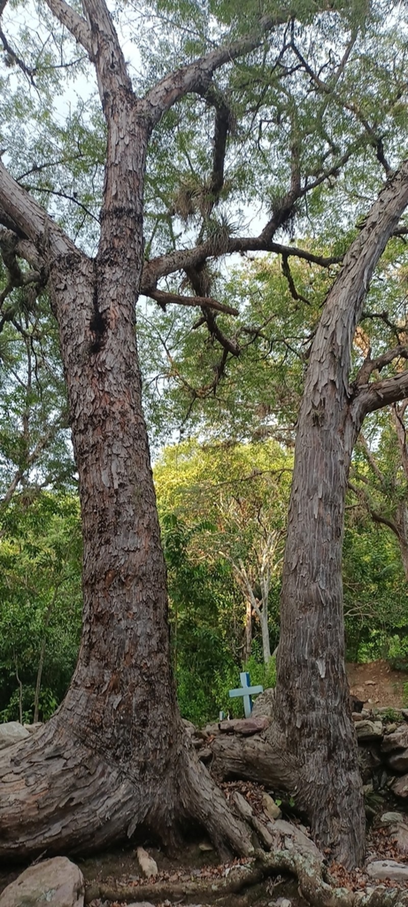 Anacardium excelsum photo 2