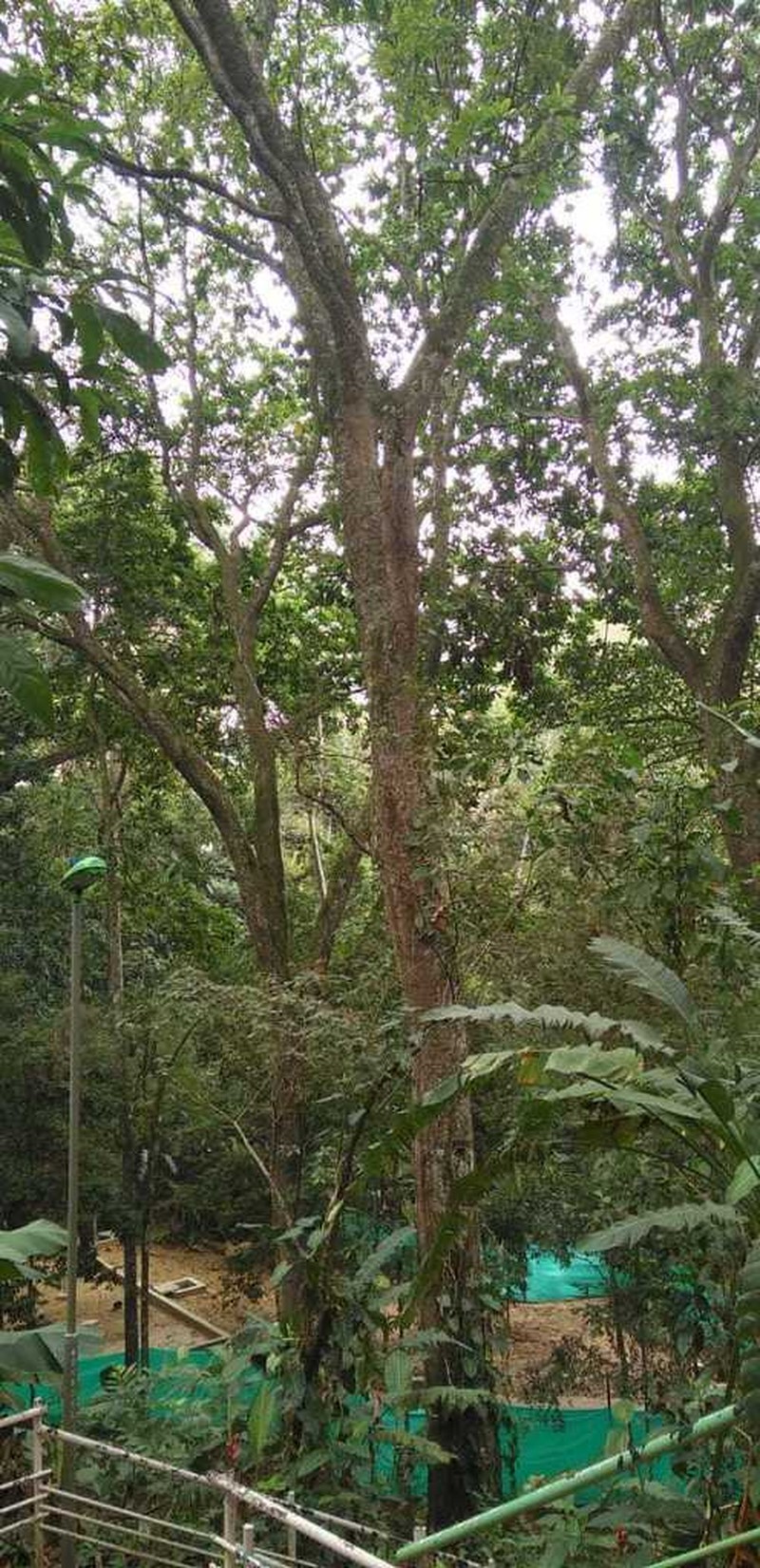 Anacardium excelsum photo 4