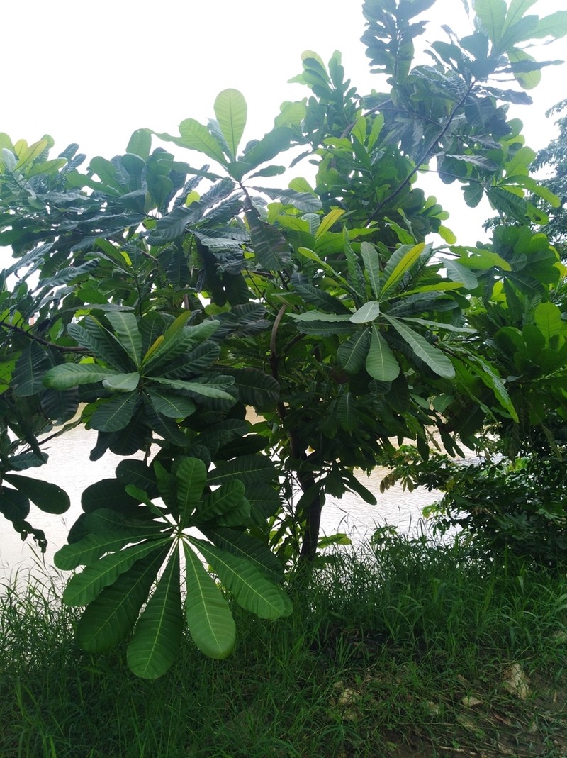 Anacardium excelsum photo 5