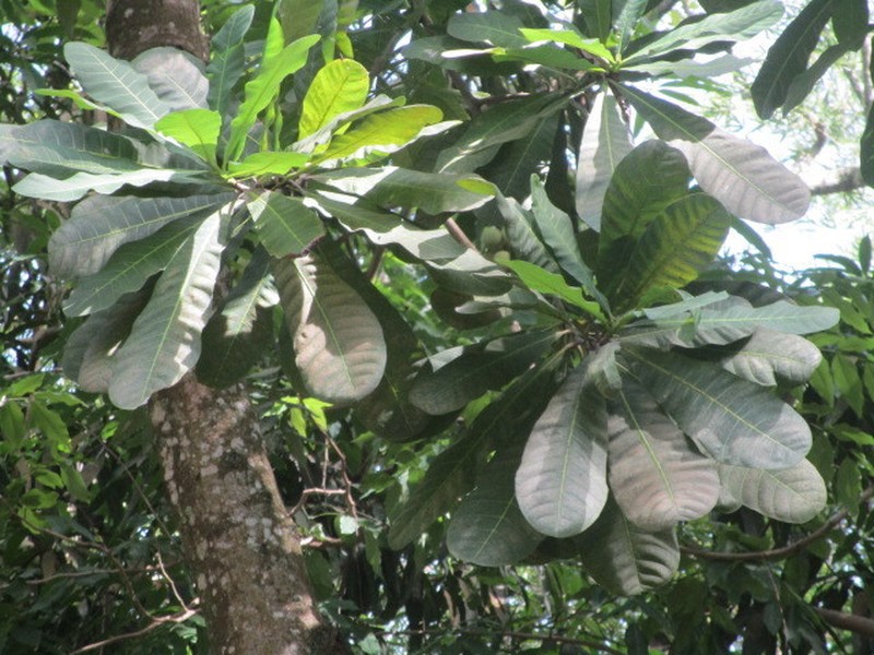Anacardium excelsum photo 6