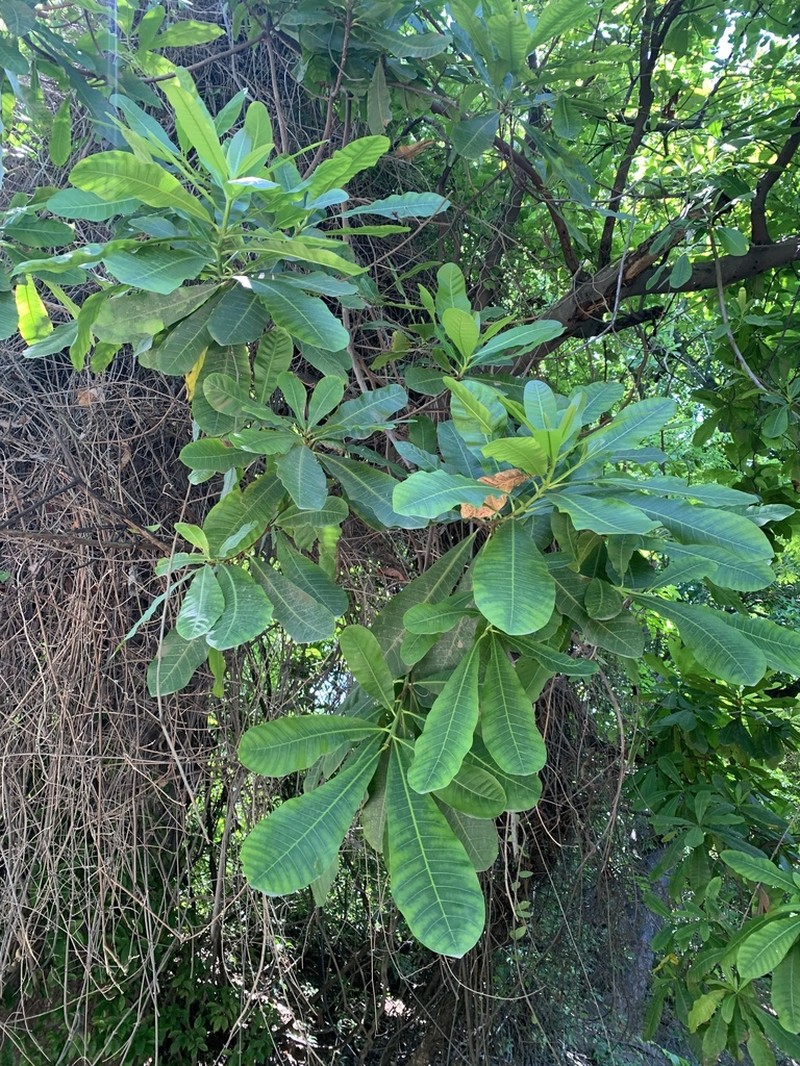 Anacardium excelsum photo 7