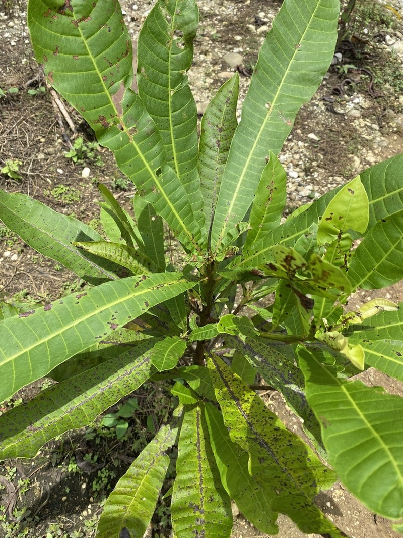 Anacardium excelsum photo 8