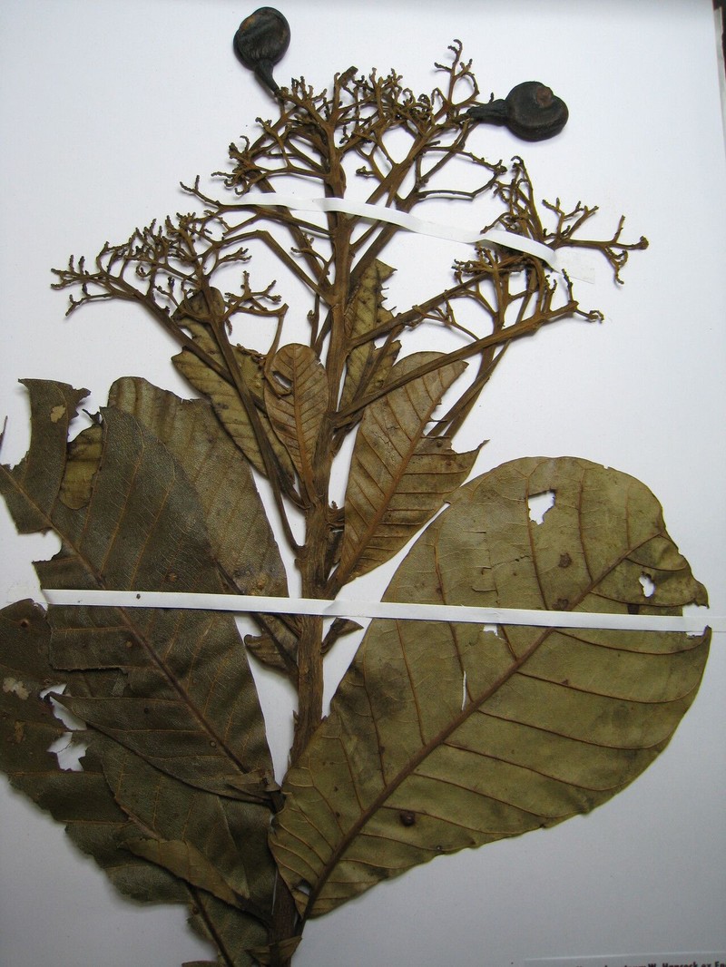 Anacardium giganteum