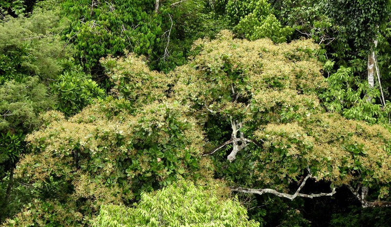 Anacardium giganteum photo 2
