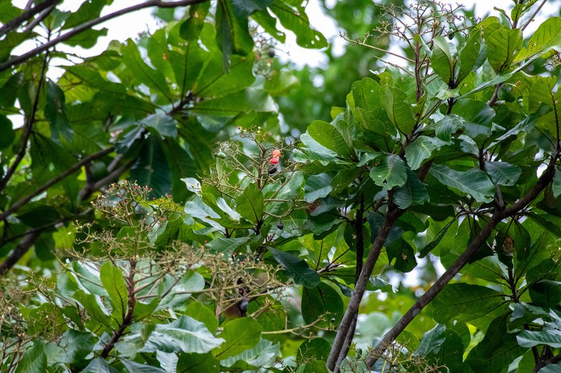 Anacardium giganteum photo 3