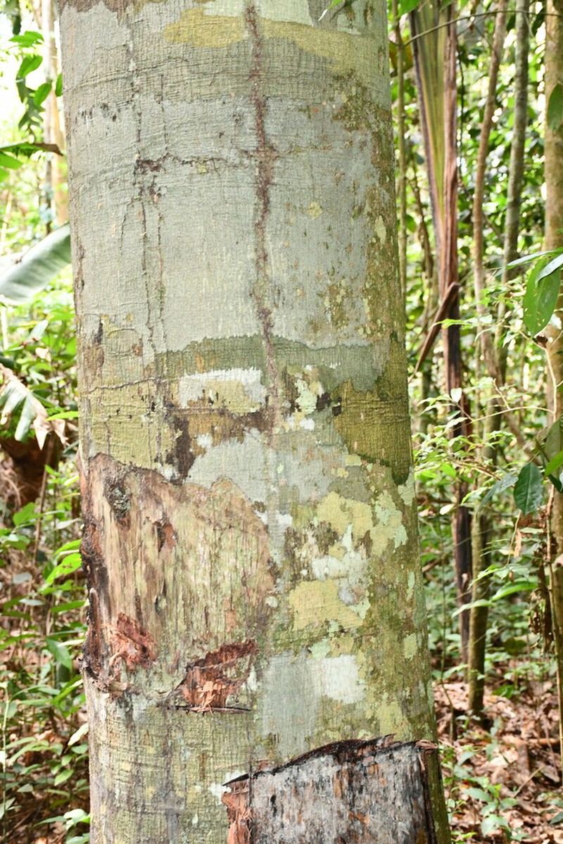 Anacardium giganteum photo 4