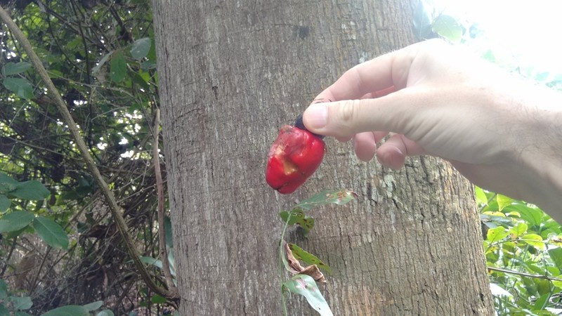Anacardium giganteum photo 5