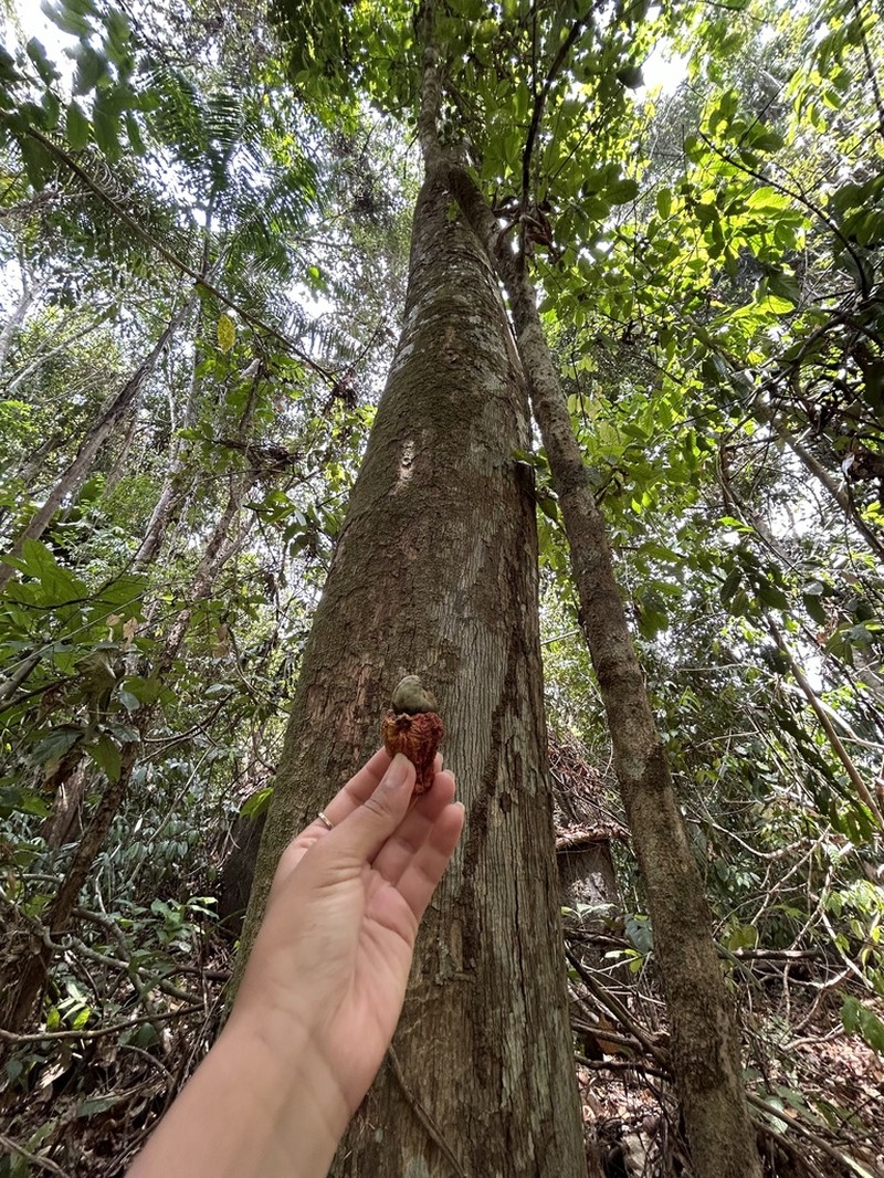 Anacardium giganteum photo 6