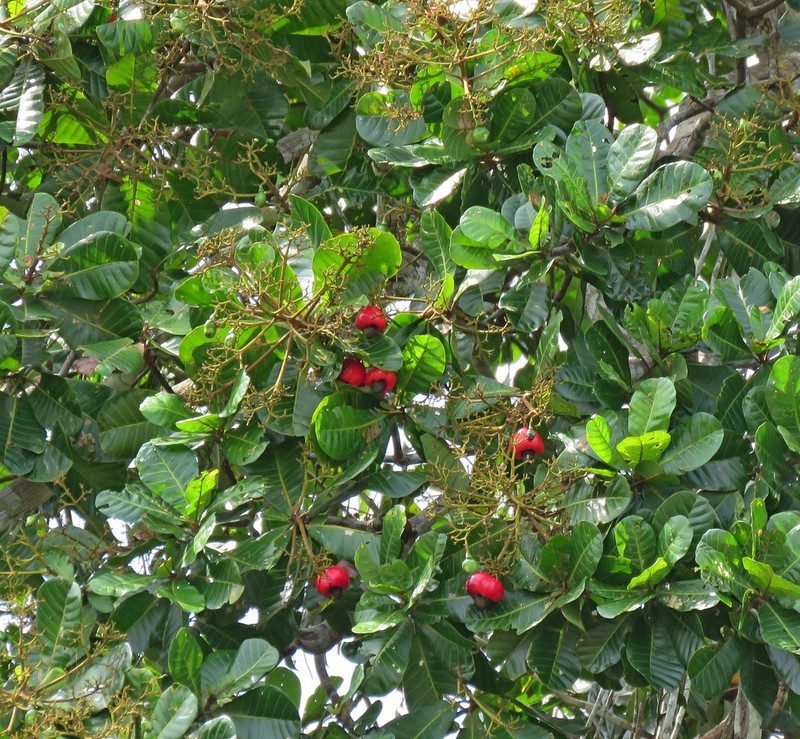 Anacardium giganteum photo 7
