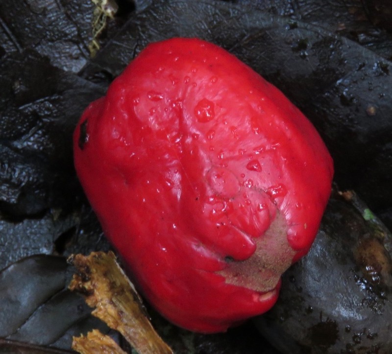 Anacardium giganteum photo 8