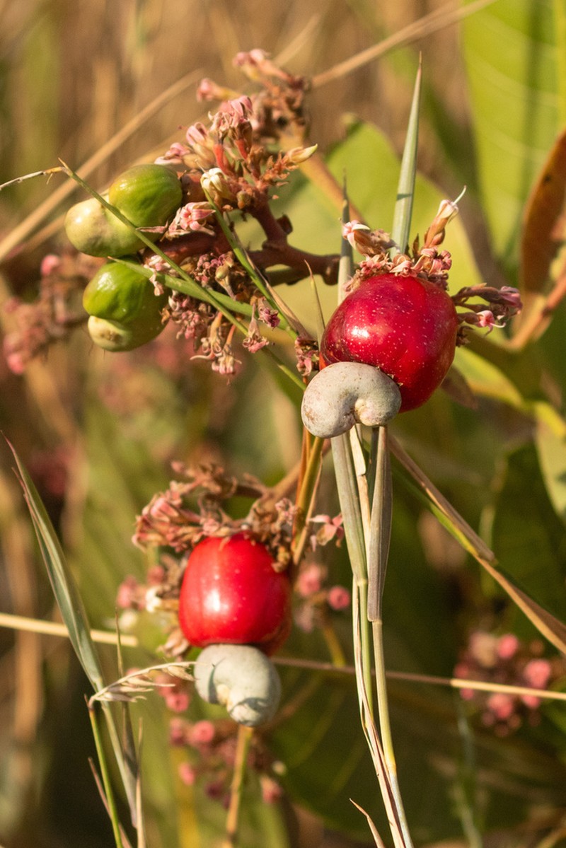 Anacardium humile