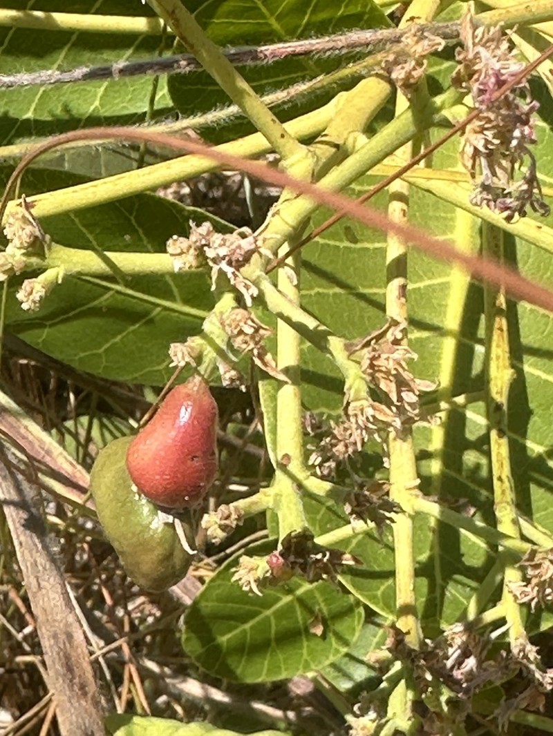 Anacardium humile photo 2