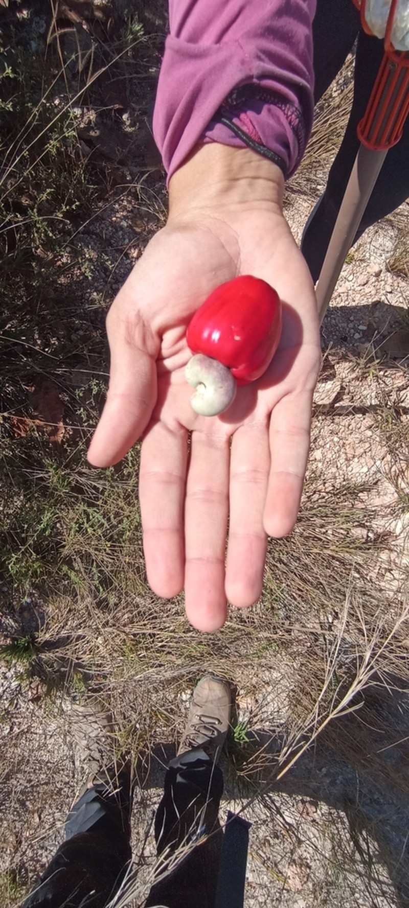 Anacardium humile photo 3
