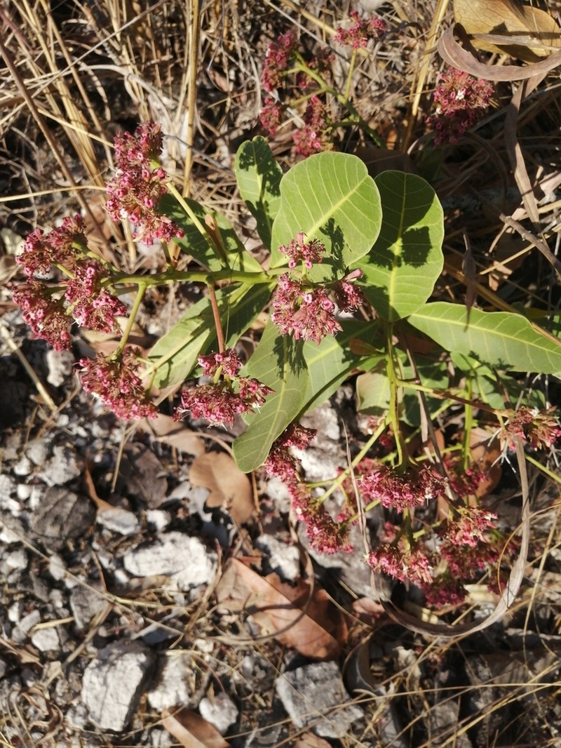 Anacardium humile photo 4