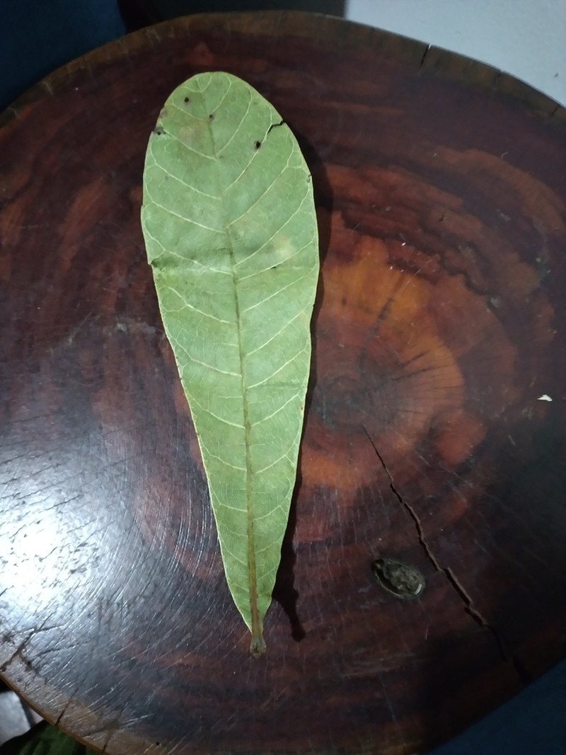 Anacardium humile photo 5