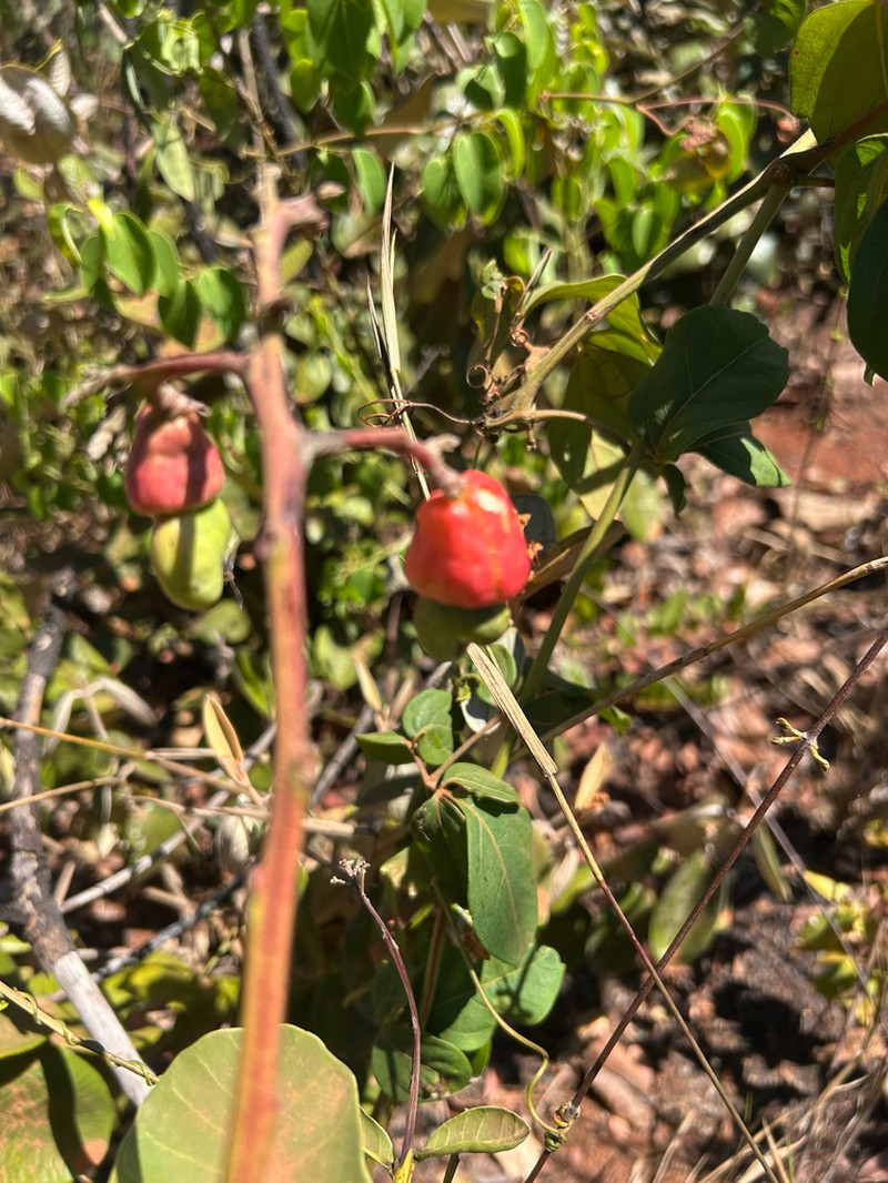 Anacardium humile photo 6