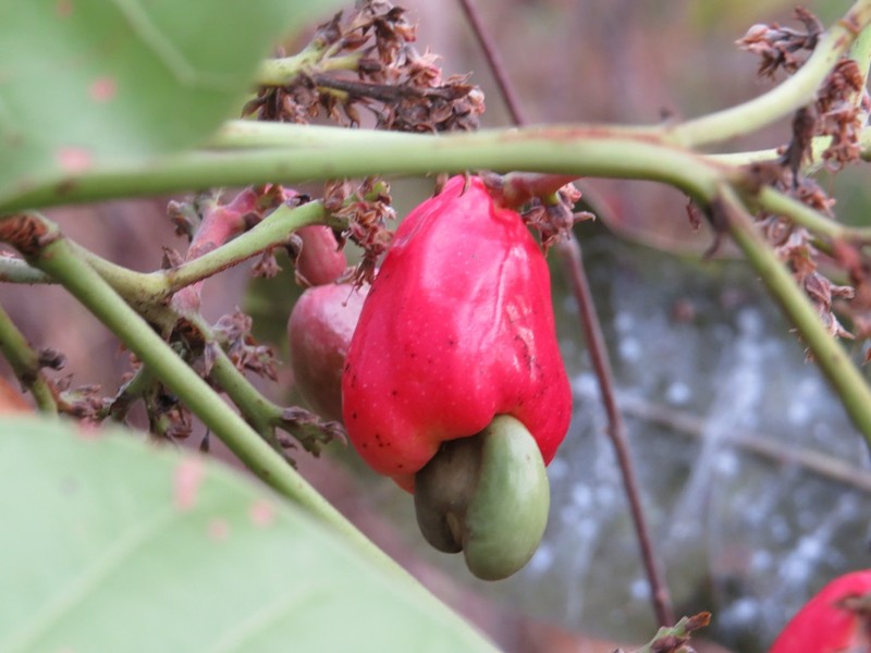Anacardium humile photo 7