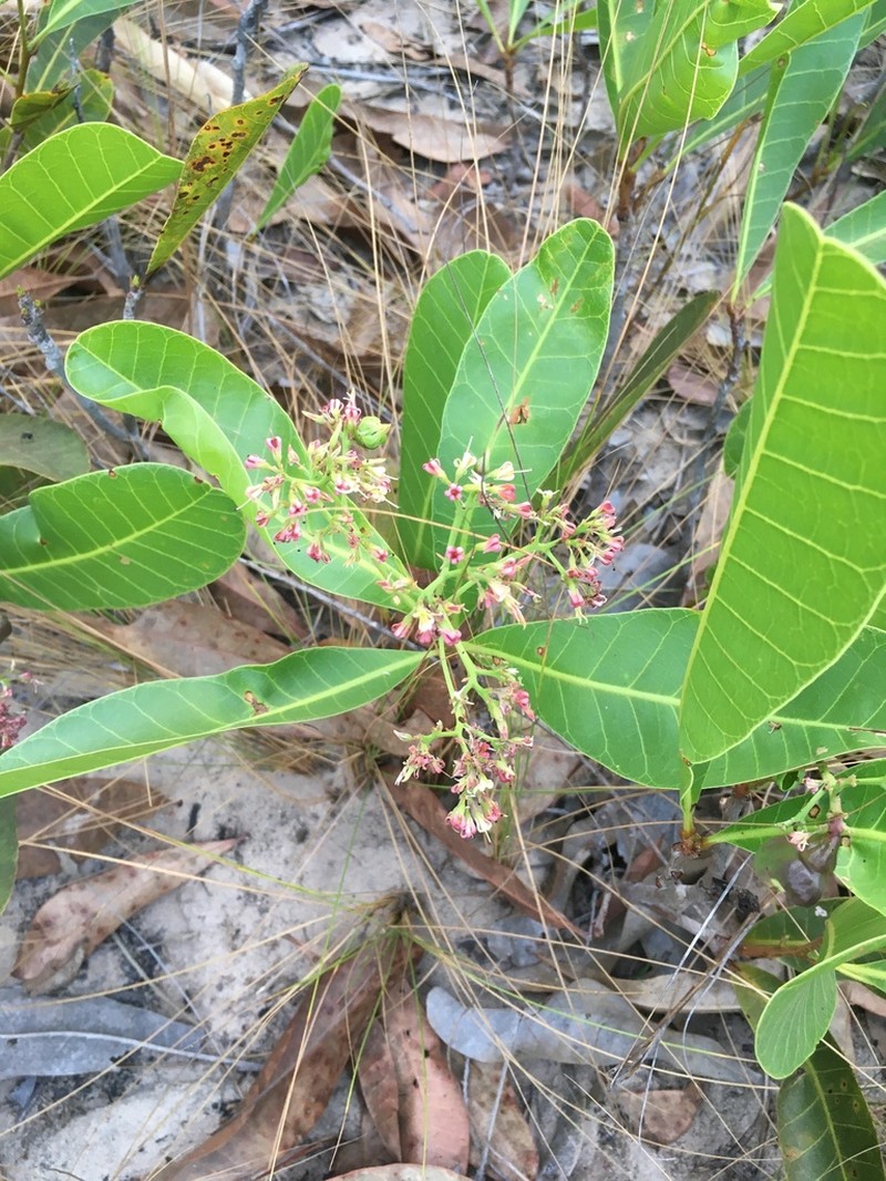 Anacardium humile photo 8