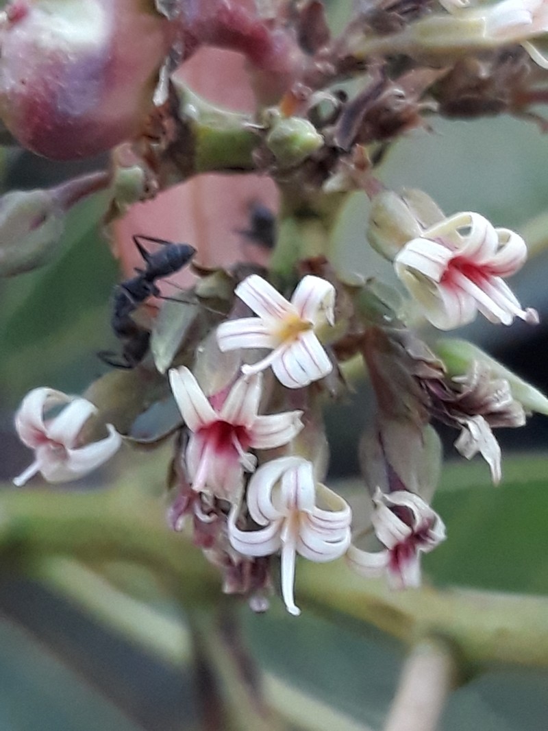 Anacardium nanum