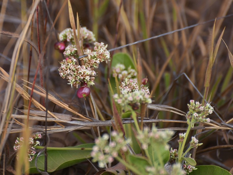 Anacardium nanum photo 2