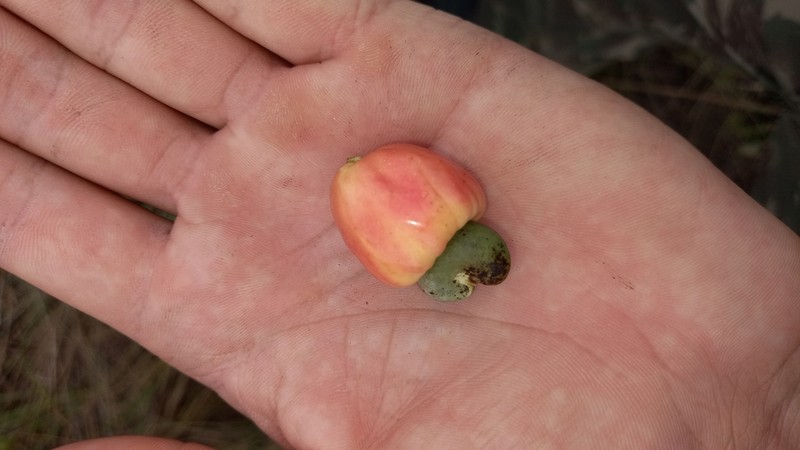 Anacardium nanum photo 5
