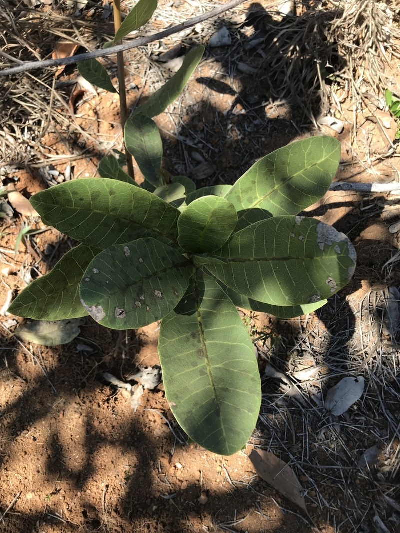 Anacardium nanum photo 6