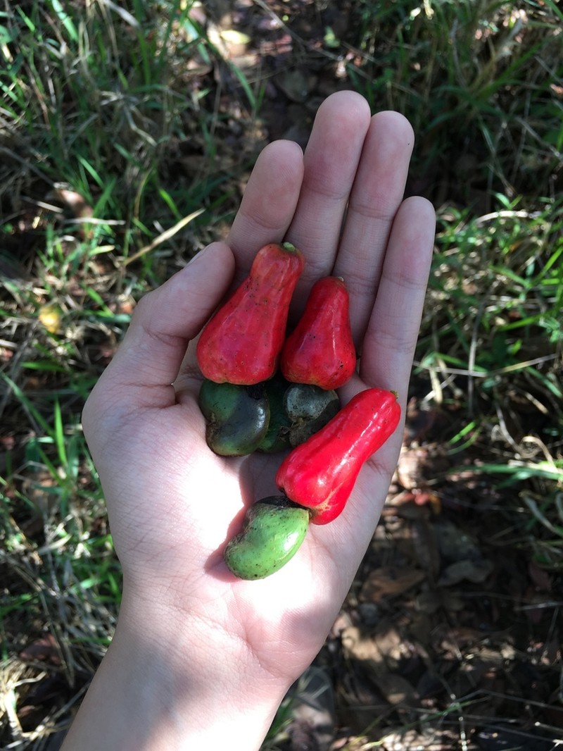 Anacardium nanum photo 7
