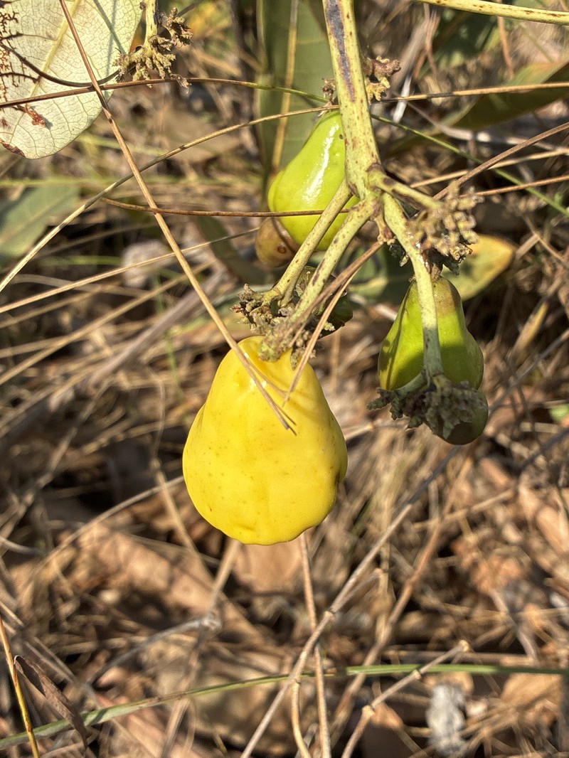 Anacardium nanum photo 8