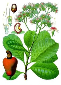 Cashew