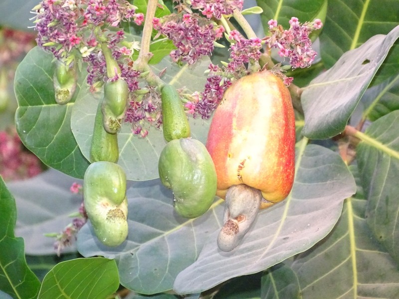 Cashew photo 3
