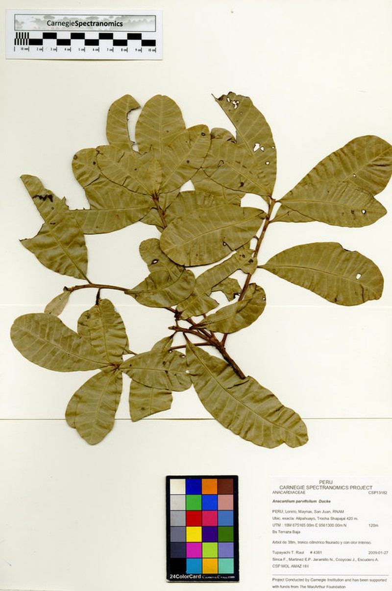 Anacardium parvifolium