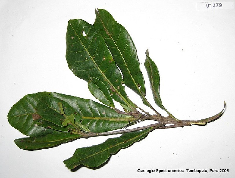 Anacardium parvifolium photo 2