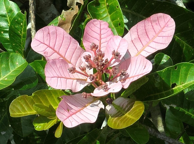 Anacardium spruceanum