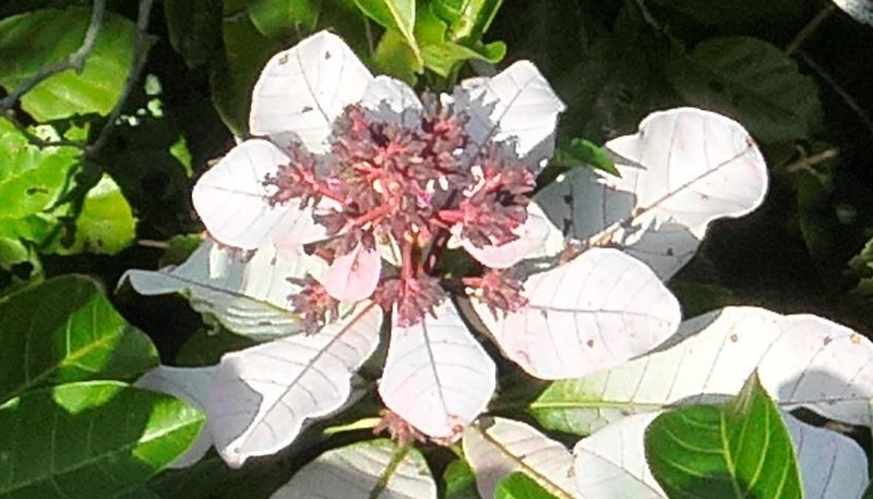Anacardium spruceanum photo 2