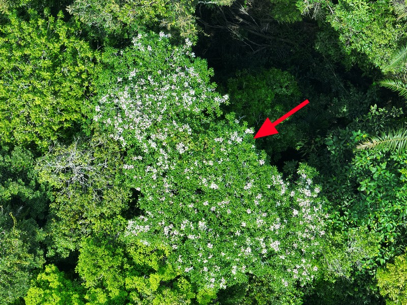 Anacardium spruceanum photo 3