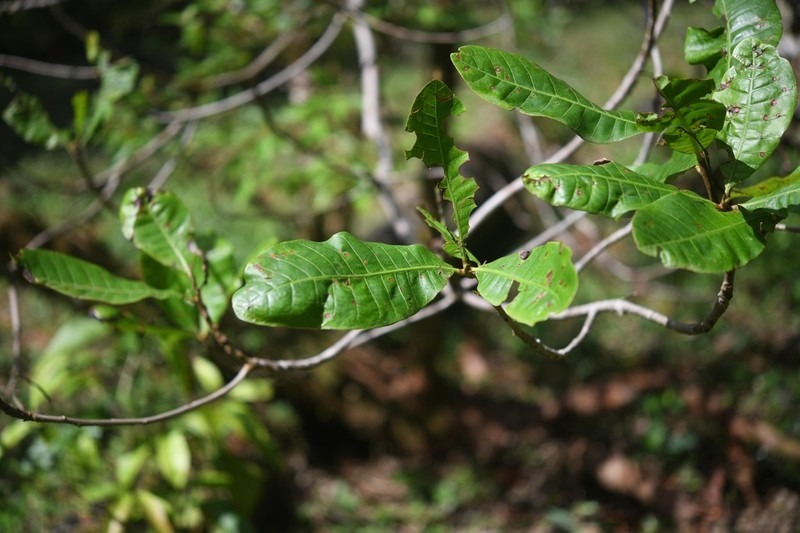 Anacardium spruceanum photo 4