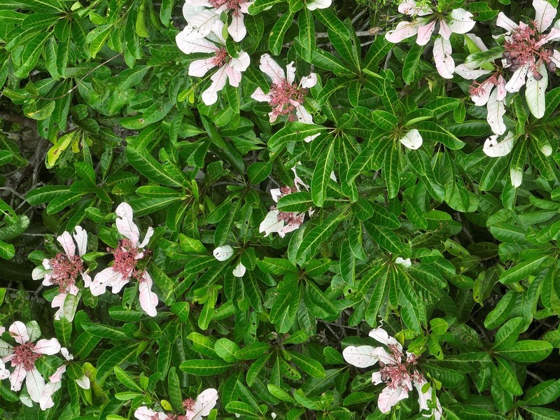 Anacardium spruceanum photo 6