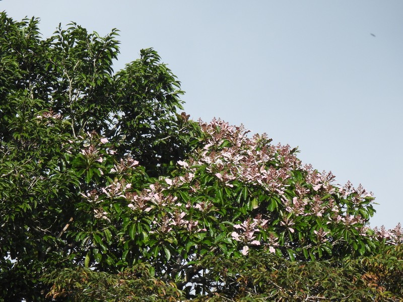 Anacardium spruceanum photo 7